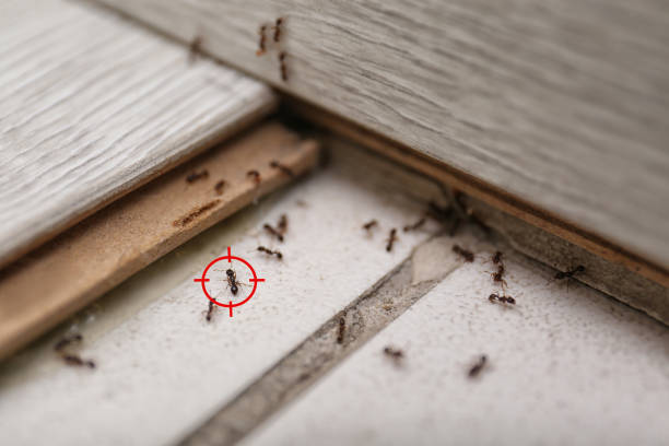 Best Affordable Pest Control Services  in Mallory, WV