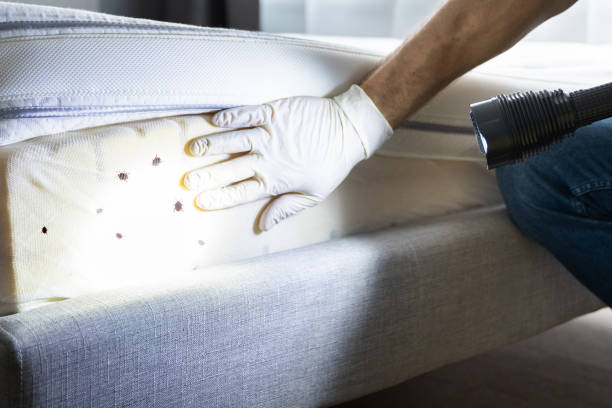 Best Local Pest Control Services  in Mallory, WV