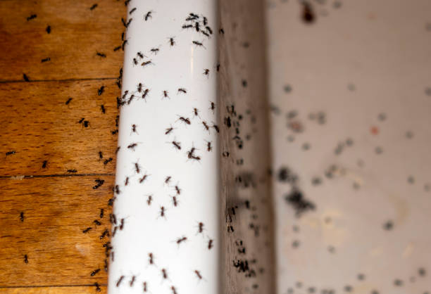 Wasp Removal Services in Mallory, WV